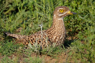 Güney Afrika 'da benekli bir kalın diz (Burhinus capensis) yuvasında oturmaktadır.
