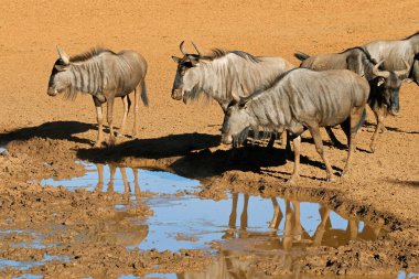 Mavi antilop sürüsü (Connochaetes taurinus) içme suyu, Mokala Ulusal Parkı, Güney Afrika