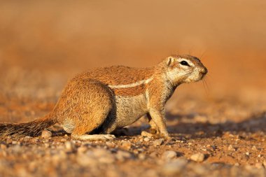 Bir uyarı zemin sincap (Xerus inaurus), Kalahari Çölü, Güney Afrika