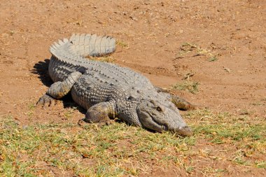 Büyük bir Nil timsahı (Crocodylus niloticus) Güney Afrika 'da doğal ortamında güneşlenir.