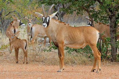 Doğal habitat, Güney Afrika 'da nadir bulunan bir roan antilop (Hippotragus equinus) familyası.