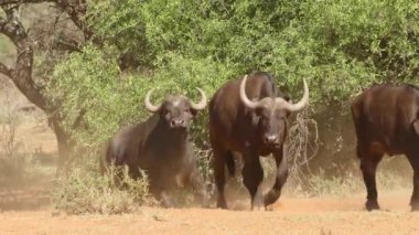 Büyük Afrika bufalosu (Syncerus caffer) sürüsü toz içinde yürüyor, Mokala Ulusal Parkı, Güney Afrika