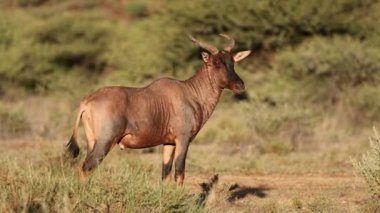 Nadir bulunan bir antilop (Damaliscus lunatus) doğal yaşam alanı, Mokala Ulusal Parkı, Güney Afrika 'da beslenir.