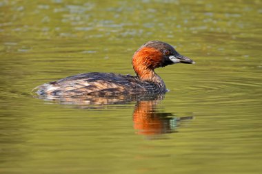 Küçük yunus balığı (taşibaptus ruficollis) Güney Afrika 'da bir gölde yüzer.