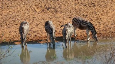 Plains zebra (Equus burchelli) Güney Afrika 'daki Kruger Ulusal Parkı' nda bir su birikintisinde içme suyu