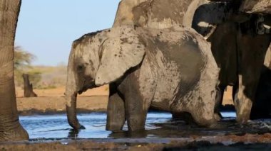 Genç bir Afrika fili (Loxodonta africana) sığ sularda duruyor, Botswana