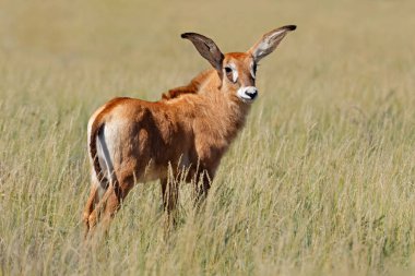 A small roan antelope (Hippotragus equinus) calf in open grassland, Mokala National Park, South Africa clipart