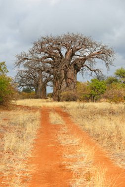Kurak mevsimde, Güney Afrika 'nın Limpopo eyaletinde, kasvetli bozkırlarda büyük baobab ağaçları.