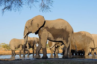 Botswana 'da bir su birikintisinde Afrika fillerinin (Loxodonta africana) alçak açılı görüntüsü