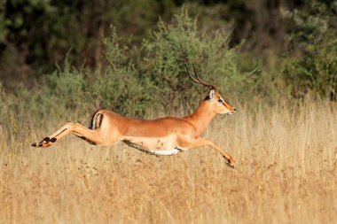 Erkek impala antilobu (Aepyceros melampus) doğal yaşam alanı, Güney Afrika 'da bulunur.