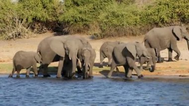 Afrika fil sürüsü (Loxodonta africana) içme suyu, Chobe Ulusal Parkı, Botswana