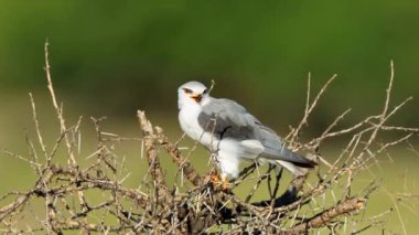 Siyah omuzlu bir uçurtma (Elanus caeruleus) Güney Afrika kemirgen avıyla bir ağaca tünemiştir.