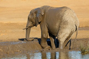 Bir Afrika fili (Loxodonta africana) çamurlu bir su birikintisinde, Chobe Ulusal Parkı, Botswana