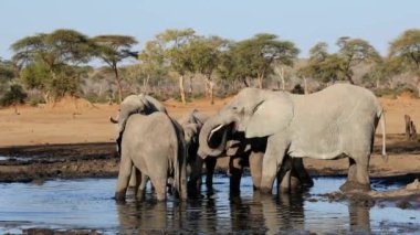 Afrika fil sürüsü (Loxodonta africana) Botswana 'daki doğal bir su birikintisinde su içmektedir.