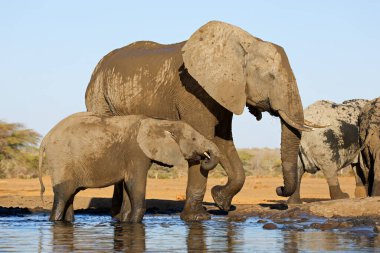 Bir Afrika filinin (Loxodonta africana) su birikintisinde buzağı ile alçak açılı görüntüsü, Botswana