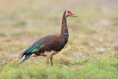 Doğal yaşam alanı, Chobe Ulusal Parkı, Botswana 'da bir mahmuzlu kanatlı kaz (Plectropterus gambensis).