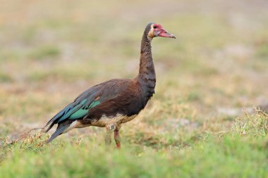 A spur-winged goose (Plectropterus gambensis) in natural habitat, Chobe National Park, Botswana clipart