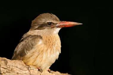 An African brown-hooded kingfisher (Halcyon albiventris) isolated on black, South Africa clipart