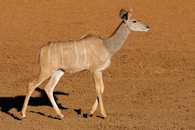 A female kudu antelope (Tragelaphus strepsiceros) in natural habitat, Mokala National Park, South Africa clipart