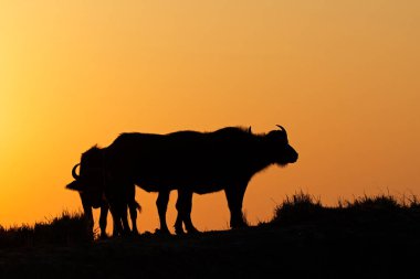 Afrika bufaloları (Syncerus caffer) gün batımında turuncu bir gökyüzüne karşı siluet oluşturdular, Chobe Ulusal Parkı, Botswana