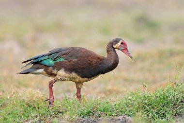 A spur-winged goose (Plectropterus gambensis) in natural habitat, Chobe National Park, Botswana clipart