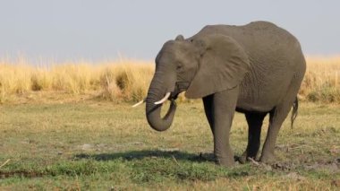 Doğal yaşam alanında beslenen bir Afrika fili (Loxodonta africana), Chobe Ulusal Parkı, Botswana