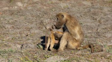 Chacma babunları (Papio ursinus) doğal habitat, Chobe Ulusal Parkı, Botswana