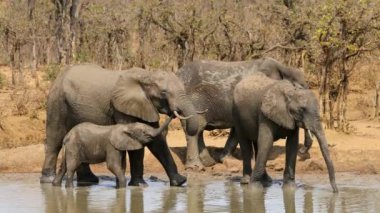 Afrika filleri (Loxodonta africana) Güney Afrika 'daki Kruger Ulusal Parkı' nda bir su birikintisinde içerler.