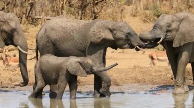 Afrika filleri (Loxodonta africana) bir ziyarette200 Kruger National Park, Güney Afrika
