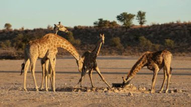 Zürafalar (Giraffa camelopardalis) Güney Afrika 'da Kalahari Çölü' nde bir su birikintisinde içki içerler.