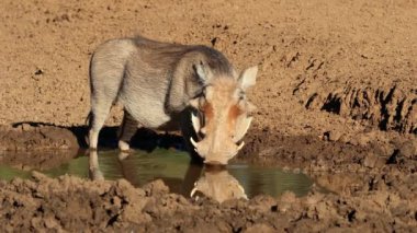 Bir yaban domuzu (Phacochoerus africanus), Güney Afrika 'daki Mokala Ulusal Parkı' nda çamurlu bir su birikintisinde içiyor.