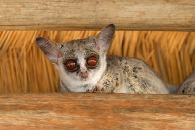 An alert nocturnal lesser galago or bushbaby (Galago moholi), southern Africa clipart