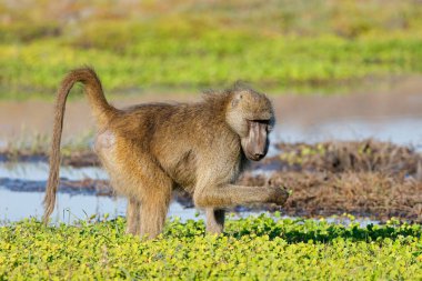 Doğal yaşam alanında beslenen bir chacma babunu (Papio ursinus), Chobe Ulusal Parkı, Botswana