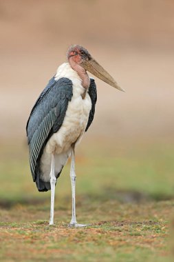 Bir marabut leyleği (Leptoptilos crumeniferus) doğal yaşam alanı, Chobe Ulusal Parkı, Botswana