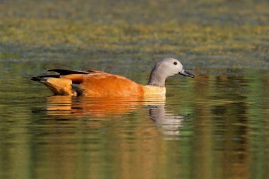 Güney Afrika 'da bir erkek kabuklu ördek (Tadorna cana) bir gölette yüzüyor.