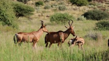 Doğal yaşam alanında kızıl hartebeest antiloplar (Alcelaphus buselaphus), Mokala Ulusal Parkı, Güney Afrika