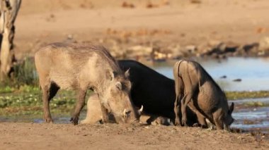 Domuzlar (Phacochoerus africanus) doğal yaşam alanı, Chobe Ulusal Parkı, Botswana 'da beslenirler.