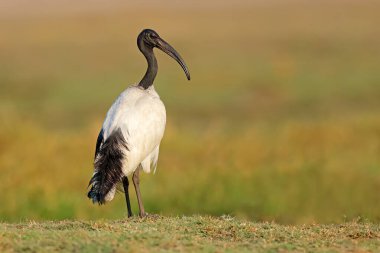 Afrika 'nın kutsal Ibis' i (Threskiornis aethiopicus) doğal yaşam alanı, Chobe Ulusal Parkı, Botswana