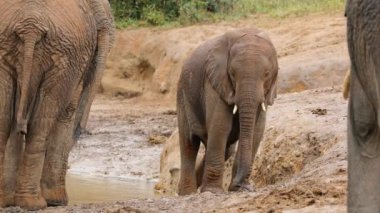 Genç bir Afrika fili (Loxodonta africana) yavrusu, Addo Fil Ulusal Parkı, Güney Afrika