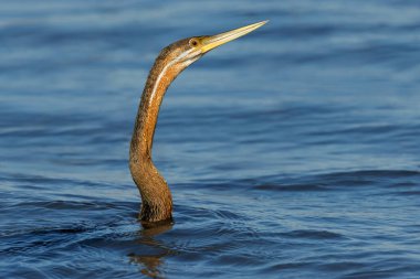 Suda avlanan Afrikalı bir dartın portresi (Anhinga rufa), Chobe Ulusal Parkı, Botswana