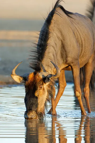 Mavi bir antilobun portresi (Connochaetes taurinus) içme suyu, Kalahari çölü, Güney Afrika