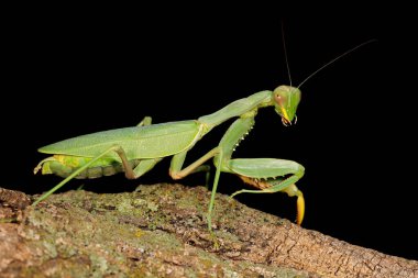 Ortak yeşil Mantis (Sphodromantis gastrica) bir şube, Güney Afrika