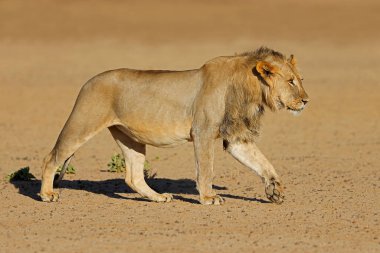 Genç erkek Afrika aslanı (Panthera leo) yürüyor, Kalahari çölü, Güney Afrika