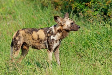 Doğal habitat, Madikwe oyun rezervi, Güney Afrika 'da duran Afrikalı vahşi köpek (Lycaon pictus)