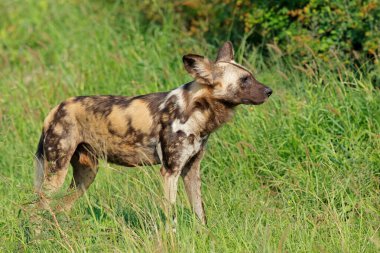 African wild dog or painted hunting dog (Lycaon pictus) standing in natural habitat, Madikwe game reserve, South Africa clipart