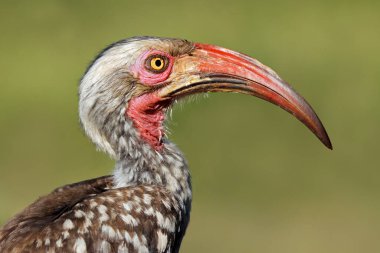 Güney kırmızı gagalı bir boynuz gagalı (Tockus rufirostris) portresi, Chobe Ulusal Parkı, Botswana