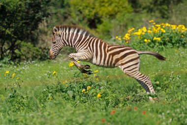 A plains zebra (Equus burchelli) foal running in natural habitat, Madikwe game reserve, South Africa clipart