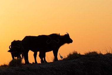 Afrika bufaloları (Syncerus caffer) gün batımında turuncu bir gökyüzüne karşı siluet oluşturdular, Chobe Ulusal Parkı, Botswana