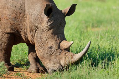 Portrait on an endangered white rhinoceros (Ceratotherium simum), South Africa