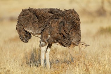 Bir dişi devekuşu (Struth io camelus) Güney Afrika 'da doğal yaşam alanında duruyor.